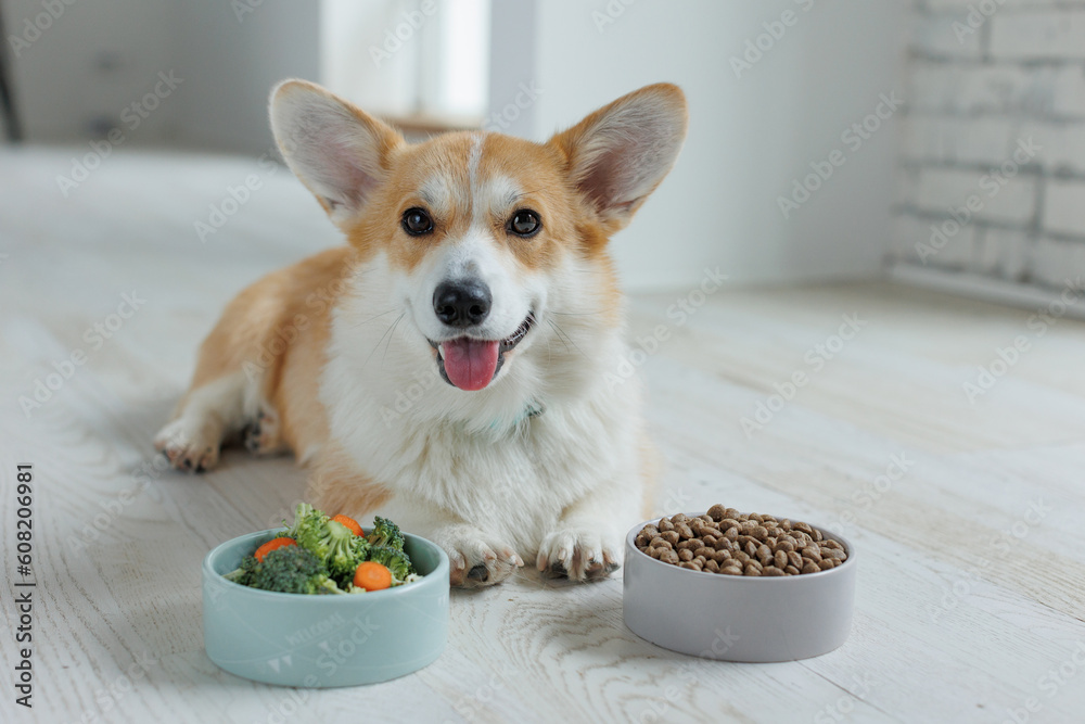Pet Care