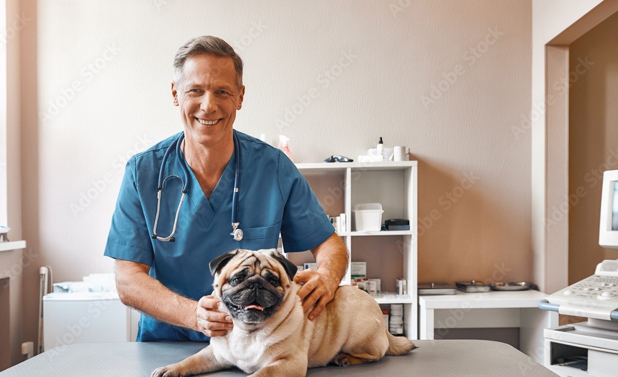 Veterinary Doctor