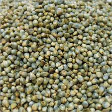 KARTIKA PREMIUM Bajra Seeds (Sadallu) (1 Kg)