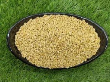 SR ESGARWAL MP SHARBATI Wheat Fresh From Farms ( 1 Kg)