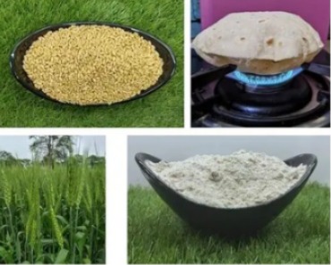 SR ESGARWAL MP SHARBATI Wheat Fresh From Farms ( 1 Kg)