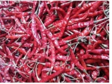 SURYA Guntur Red Chilli ( 1 Kg )
