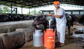 Milk Supply from Farmers Dairy Farm