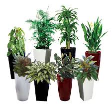 Plant Rental Services