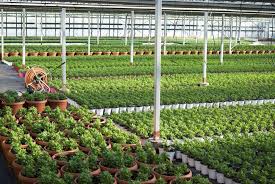 Nursery Management Services