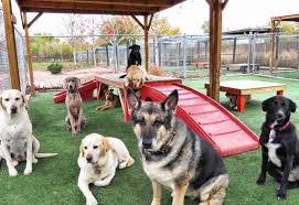 Pet Boarding & Day Care Services