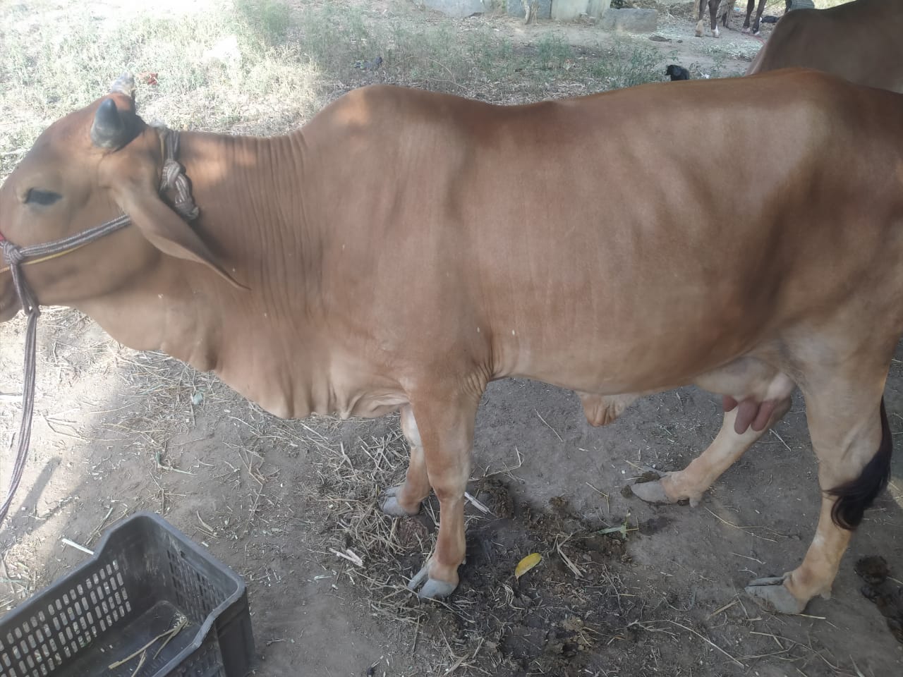 NMS FARMERS MILK