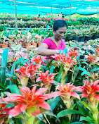 Chandana Mohan Rao Nursery CMR NURSERY — Plant Nursery in Vishakapatnam District, Andhra Pradesh, India