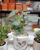 Tulasi Nursery — Bulk Plant Supply Services in Hyderabad, Telangana, India