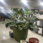 JUST PLANTS — Ceramic & Plastic Pots in Hyderabad, Telangana, India