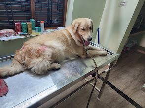 ALPHAPETZ PET CLINIC & Grooming studio & pet store& boarding