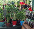 YMN NURSERY GARDENS — Plant Pots Supplier in Chittoor, Andhra Pradesh, India