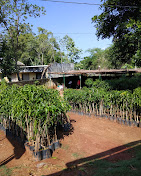 Vishnu Teja Nursery Gardens — Plant Pots Supplier in Chittoor, Andhra Pradesh, India