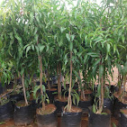 Prabhakar Nursery Gardens — Indoor & Outdoor Plants in Chittoor, Andhra Pradesh, India