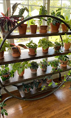 Sunny Nursery — Fruit Plants in Mumbai, Maharashtra, India