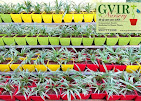 GVIR Plant Nursery — Fruit Plants in Mumbai, Maharashtra, India
