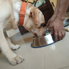 Pet Paradise Day night care — Pet Training Services in Mumbai, Maharashtra, India