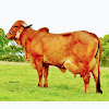 A2 Desi Gir Cows Milk Airoli — Raw Milk Supplier in Mumbai, Maharashtra, India